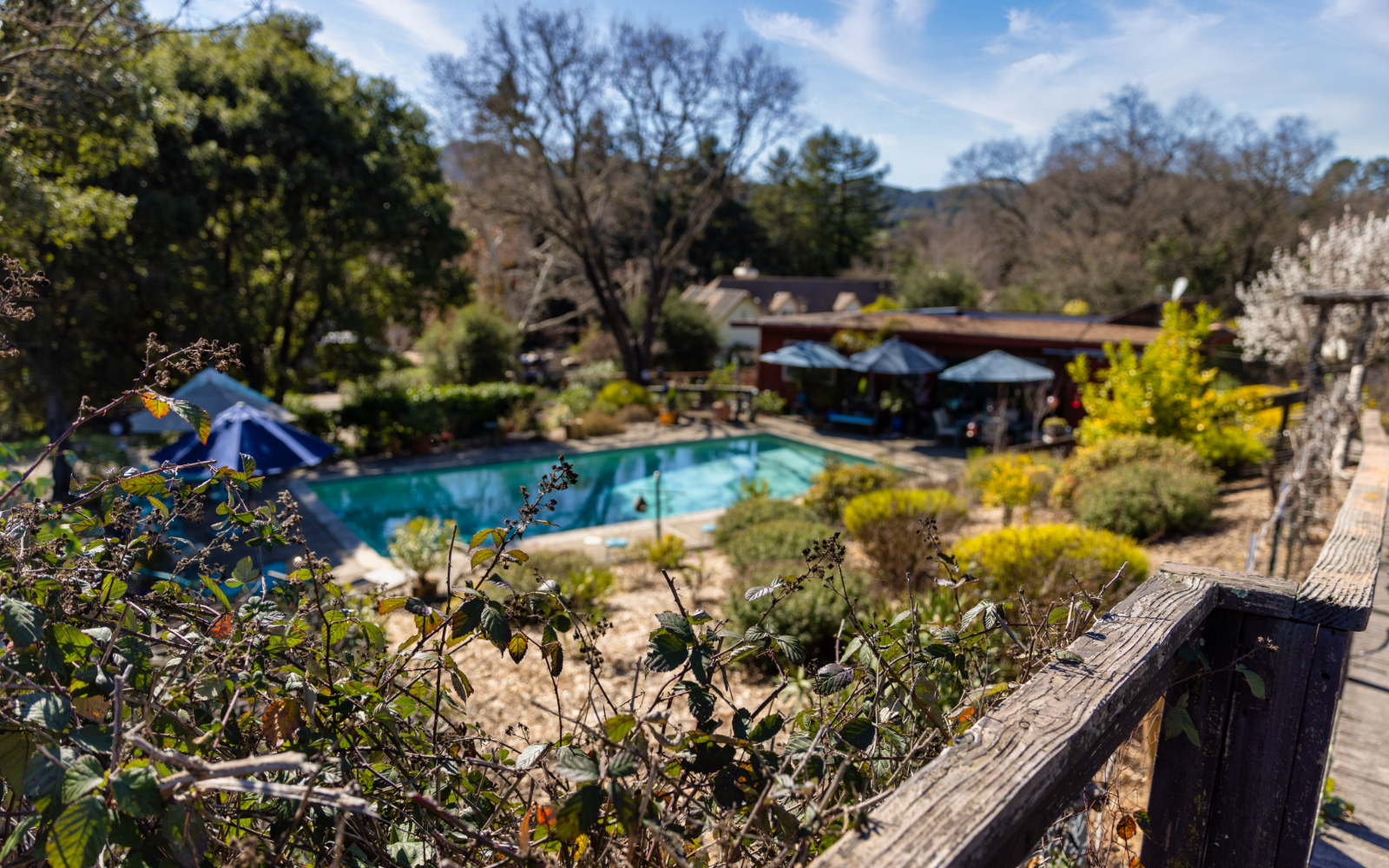 Live Oaks Wellness Novato California 